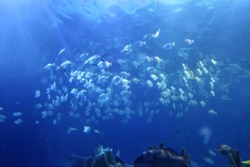 Fototapeta na wymiar Big indoor aquarium with selection of different marine animals ..