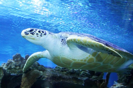 "Green Sea Turtle swimming . ...... .Save to a Lightbox ? .........  . . ... .Find Similar Images  .... .Share ? ..... ...Green Sea Turtle swimming"..