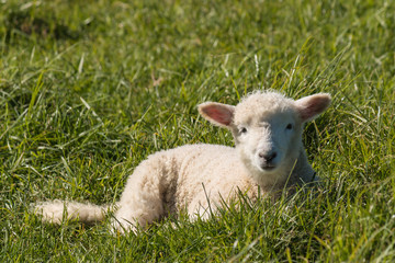Naklejka na ściany i meble lamb resting on grass