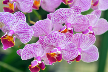 Fototapeta na wymiar Orchid flower..