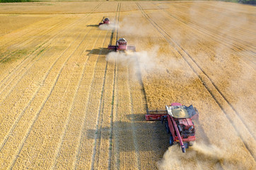 Combines working on the wheat field
