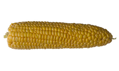 Corn isolated