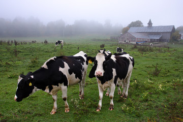 Cow ..