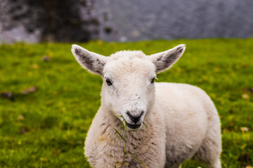 Naklejka na ściany i meble Lamb in Neist Point fields, isle of Skye, Scotland