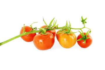 red ripe tomato