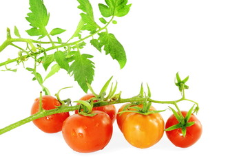 red ripe tomato