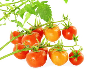 red ripe tomato