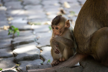 Naklejka premium サルの親子の愛