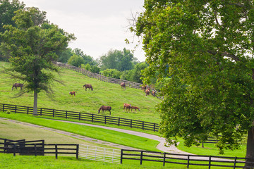 Horses at horse farm. Country landscape.