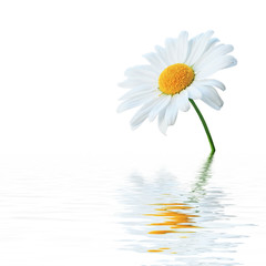 Schöne Kamille mit Spiegelung © Thaut Images