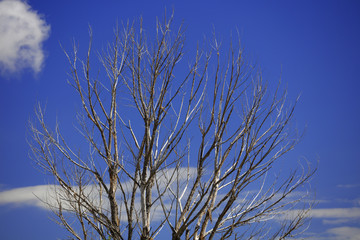 Winter tree