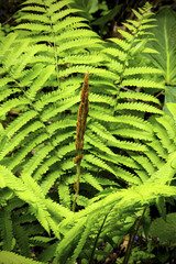 Single fertile frond, cinnamon fern, Devil's Hopyard State Park,