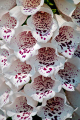 Obraz na płótnie Canvas Red and white foxglove flowers