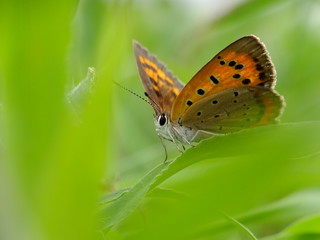 Obraz premium butterfly in the green mood