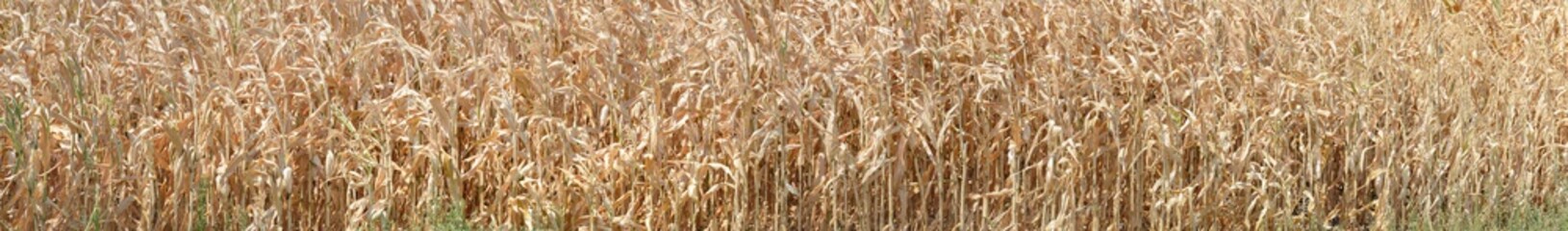 Thick-set of ripe corn plant as natural background.