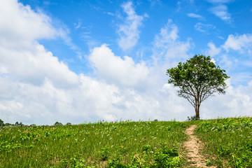 Obraz premium Meadow2