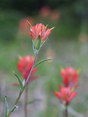 Obraz premium Red flower in the Canadian Rocky Mountains