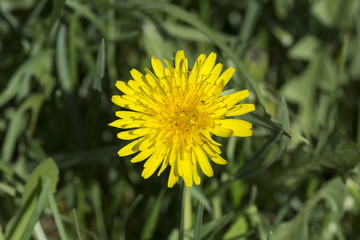 Yellow dandelion