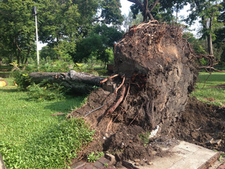 the tree is falling on a ground after storm