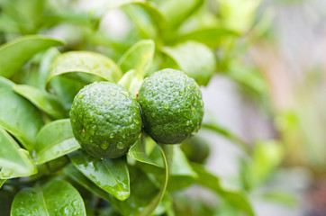 シークヮーサー