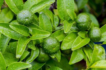 シークヮーサー