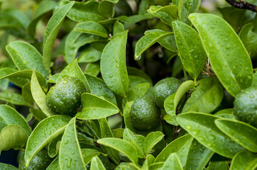 シークヮーサー