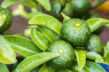 シークヮーサー