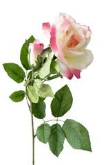 Obraz premium Flower