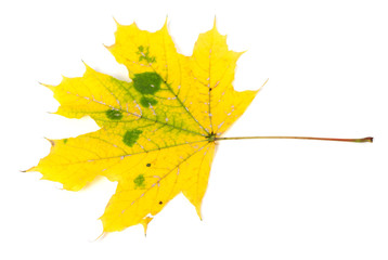 Yellow autumn maple-leaf
