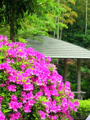 躑躅咲く公園風景