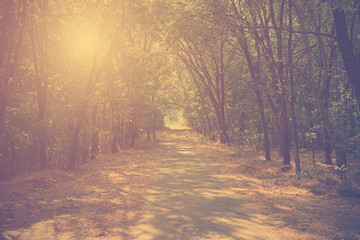 Naklejka premium Vintage photo of autumn forest