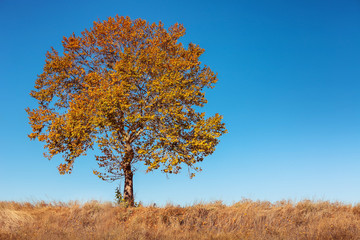 Big autumn tree and deep blue sky