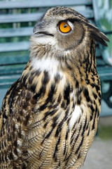 Portrait of brown owl