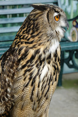 Portrait of brown owl