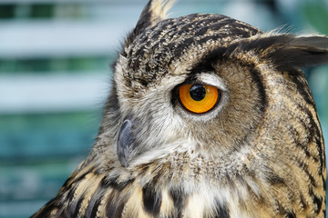 Portrait of brown owl