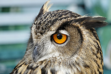 Portrait of brown owl
