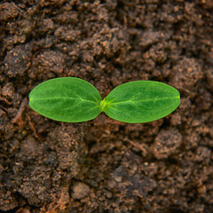green cucumber seedling