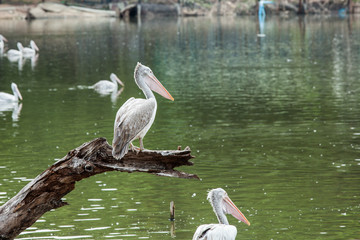 Pelican bird standing on timber on waterfront