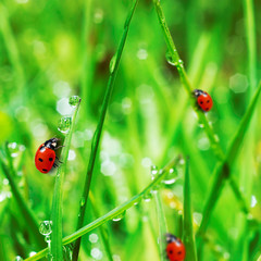 Naklejki  świeża zielona trawa z kroplami wody