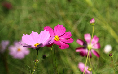 Fototapeta premium コスモス