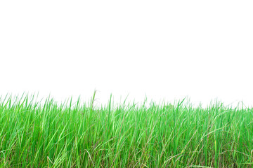 Green grass isolated on white background