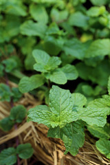 Mint plant grown at vegetable garden.