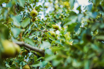 Pears on the tree