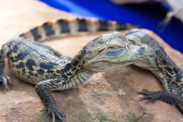 Baby  crocodile