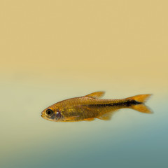 Golden fish. toned photo. macro view, copy space. 