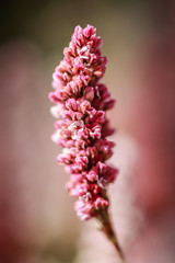 pink limonium branch close-up