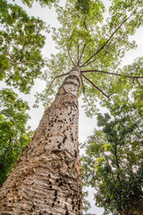 Fototapeta premium tree antview