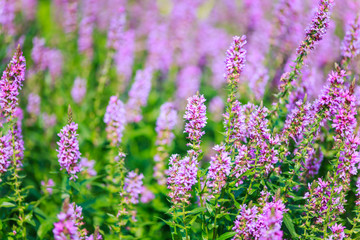 Obraz premium purple heather in the garden