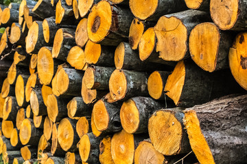 The stack of cut beech.