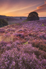 Plakat Blooming heather at dawn at the Posbank, The Netherlands
